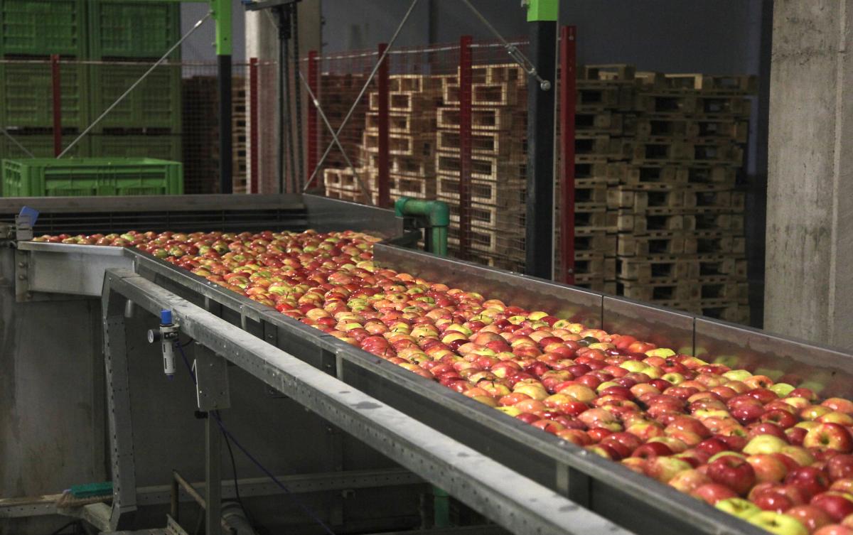 Ripe apples being processed and transported for packin